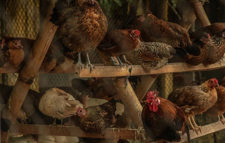 Quem paga o pato é a galinha